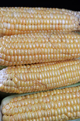 ears of corn in the studio