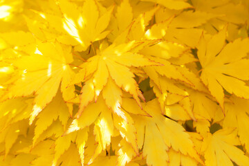 Naklejka na ściany i meble Bright yellow fresh decorative maple leaves in close-up