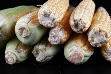 ears of corn in the studio