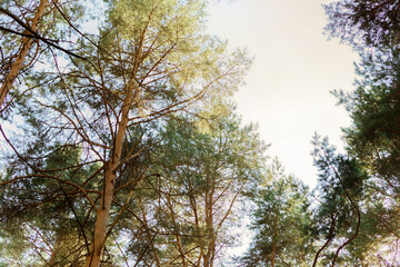 Beautiful forest trees in summer with bright sun shining through the woods. Abstract wild nature. Blue sky seen through sunlit treetops