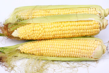 ears of corn in the studio