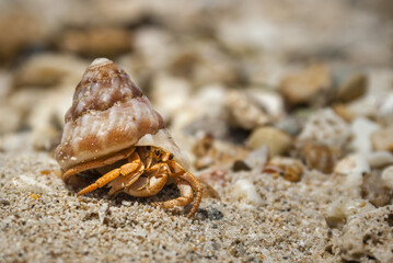 Caracol ermitaño en las playas de Colombia.