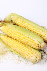 ears of corn in the studio