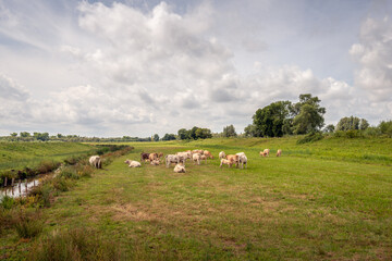 Picturesque Dutch polder landscape with beige and brown cows. One calf is just drinking from its mother cow. The photo was taken on a cloudy summer day in the National Park De Biesbosch, North Brabant