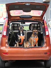 Two dogs in signal vests in the car trunk. Pets transportation
