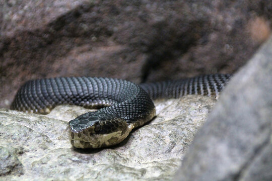 Cottonmouth Snake On A Rock