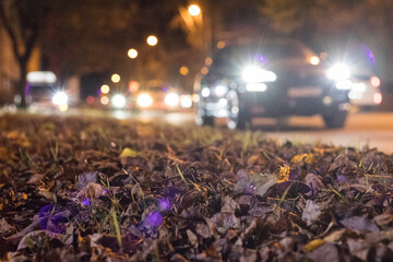 Low angle, close-up: Colorful fallen autumn leaves cover the sidewalk, in the background on the road there are traces of headlights of cars passing on the road at night.
