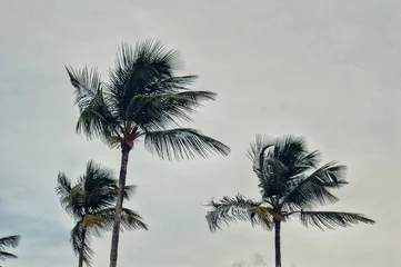 Fototapeten palmeras © Augusto