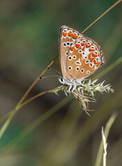 colorful little butterflies continue their generations in parks in the city
