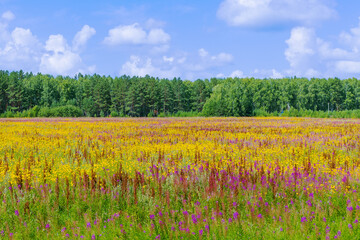 Fototapeta na wymiar Yellow and purple field of blossom wildflowers on a sunny summer day near green forest. Summer rural landscape