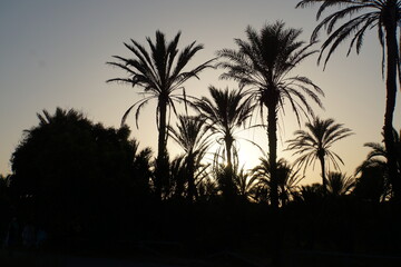 palm trees at sunset