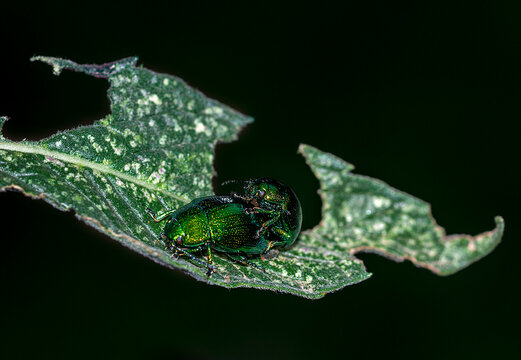 green shiny insect mating on leaf in nature