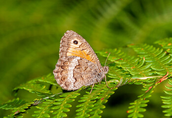 colorful little butterflies continue their generations in parks in the city