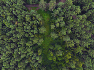 This aerial image captures a dense and thriving forest from a top-down perspective, showcasing a rich tapestry of green hues. The verdant canopy of the woodland is a mosaic of varying shades of green