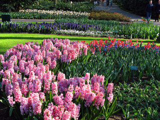 Keukenhof, Holland- april 04, 2007: Many red, yellow, white, blue colorful flowers (tulip, daffodil, hyacinth) in a beautiful flower bed in the park