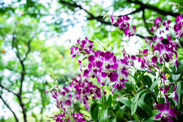 Purple orchids in the garden and many more flowers in the parks in Thailand.