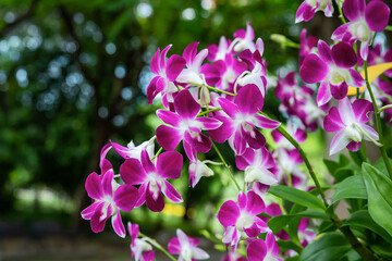 Obraz premium Purple orchids in the garden and many more flowers in the parks in Thailand.