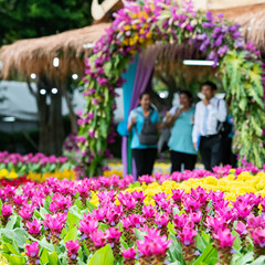 Many kinds of flowers in the parks in Thailand