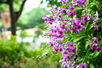 Purple orchids in the garden and many more flowers in the parks in Thailand.