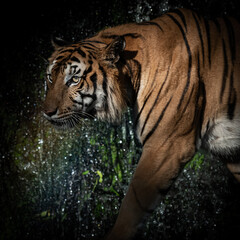 Tiger walking foraging in the forest, the nature of mammals.