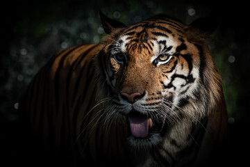 Plakat Tiger walking foraging in the forest, the nature of mammals.