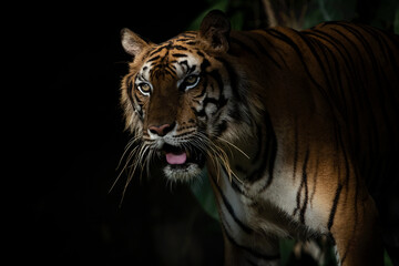 Tigers foraging in the forest at night It is the habit of mammals.