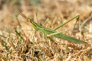 sauterelle chinoise comestible