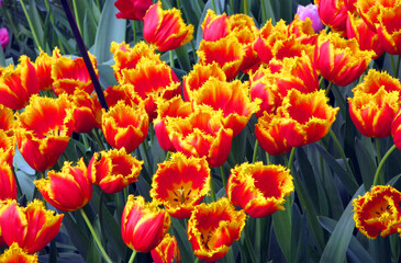 Lot of red yellow tulips, texture of red yellow flowers, beautiful background of spring flowers, a large flower bed with tulips	