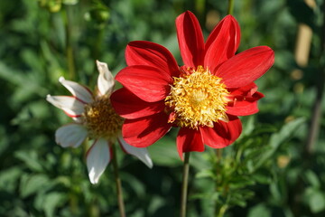 Dahlie mit rotem Punkt Rot und sternförmig