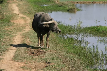 Photo sur Plexiglas Buffle water buffalo in vietnam 
