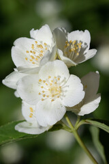 White apple tree flowers, close-up, blurred background of nature.