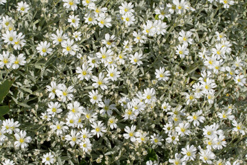 Astra small white flowers, floral background.