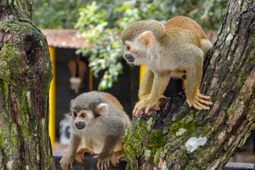 Monkeys, chigüiros, deer, ocelots, birds and reptiles, among others, are the animals you can meet in Villavicencio