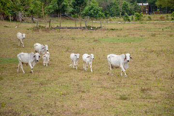 Fototapeta premium Monkeys, chigüiros, deer, ocelots, birds and reptiles, among others, are the animals you can meet in Villavicencio