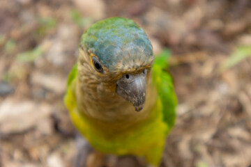 Monkeys, chigüiros, deer, ocelots, birds and reptiles, among others, are the animals you can meet in Villavicencio