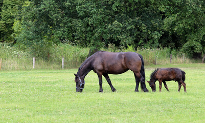 Mare with calf on green grass field. New born animal close up photo. Summer day on farm in the Netherlands. 