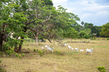 Monkeys, chigüiros, deer, ocelots, birds and reptiles, among others, are the animals you can meet in Villavicencio