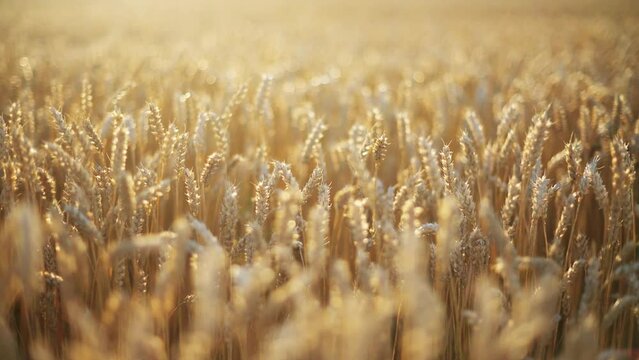 Ripe wheat spikelets on golden field glowing by the orange sunset light. Industrial and nature background. Ukraine, Europe. UHD 4k video