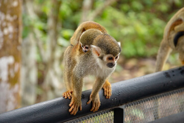 Fototapeta premium Monkeys, chigüiros, deer, ocelots, birds and reptiles, among others, are the animals you can meet in Villavicencio