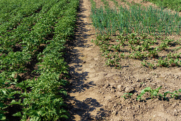 Vegetable beds with immature potatoes in a vegetable garden in the countryside.