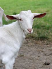 Cute white goat close up portrait. Domestic animals on a farm. Sunny summer day on a farm. Country side living concept.  