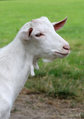 Cute white goat close up portrait. Domestic animals on a farm. Sunny summer day on a farm. Country side living concept.  