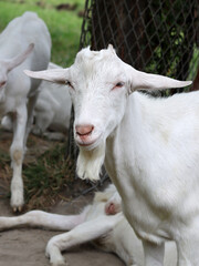 Cute white goat close up portrait. Domestic animals on a farm. Sunny summer day on a farm. Country side living concept.  