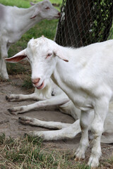 Obraz premium Cute white goat close up portrait. Domestic animals on a farm. Sunny summer day on a farm. Country side living concept. 
