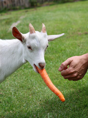 Obraz premium Goat kid eating carrot. Close up photo of cute baby goat. Summer day on a farm. Green grass field on a background. 