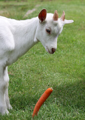 Obraz premium Goat kid eating carrot. Close up photo of cute baby goat. Summer day on a farm. Green grass field on a background. 