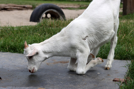 Bay goat on a farm. Goat kid close up photo. Cute domestic animal on green grass. 