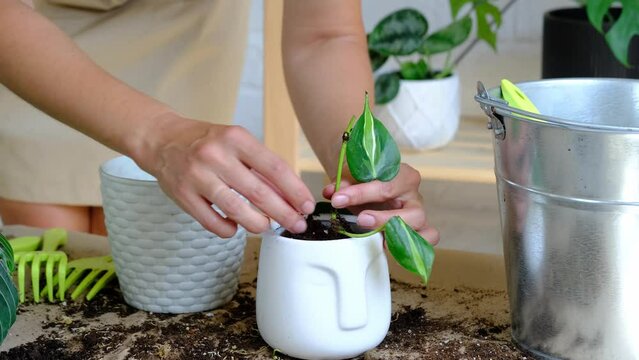 Woman hands transplants a potted houseplant Bphilodendron brasil into a new ground in a white pot with a face. Potted plant care, aroid vines