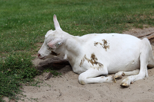 Cute white goat close up photo. Domestic animal on farm. Country side living concept. European farm on summer day. 