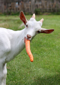 Goat kid eating carrot. Close up photo of cute baby goat. Summer day on a farm. Green grass field on a background. 